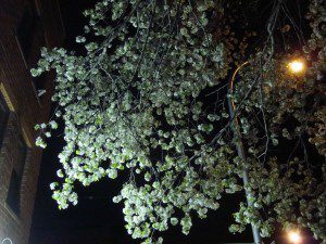 A tree with white blossoms on it at night.