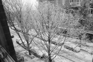 A black and white photo of trees covered in snow.