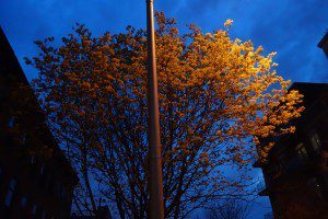 A street light with a tree in the background.