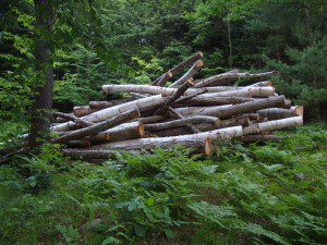 A pile of logs in a wooded area.