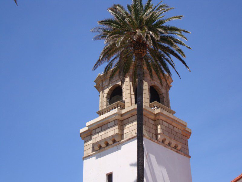 Mary Star of Sea Parish:Palm Tree