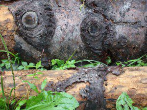 A group of logs with faces on them.
