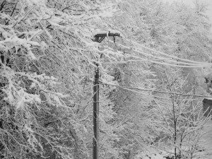 A black and white photo of snow covered trees and power lines.