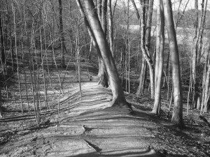 A black and white photo of a trail in the woods.