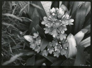 A black and white photo of some flowers.