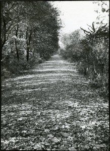 A black and white photo of a trail in the woods.