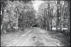 A black and white photo of a dirt road lined with trees.