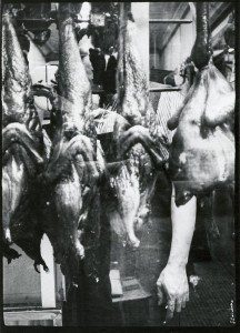 A black and white photo of a man holding a bunch of chickens.