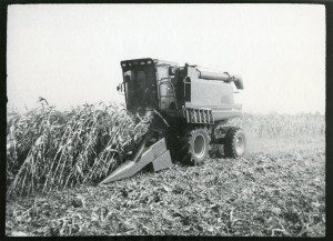 An old photograph of a combine harvesting corn.