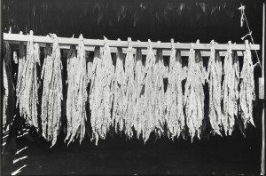 A black and white photo of dried hay hanging on a line.