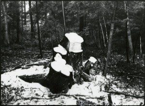 Forest scene with snow on cut stump