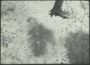 A black and white photo of a tree in the snow.