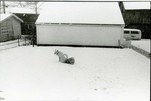 Two dogs playing in the snow in front of a house.