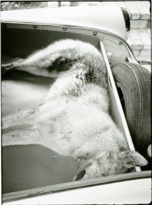 A dog laying in the trunk of a car.
