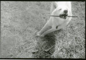 Honey with Stick - MOMA