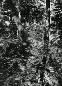 A black and white photograph of a swamp.