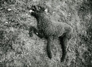 A black and white photo of a dead dog laying on the ground.