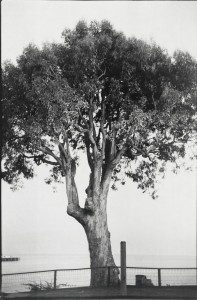 A black and white photo of a tree near the ocean.