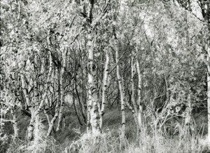 A black and white photo of a birch forest.