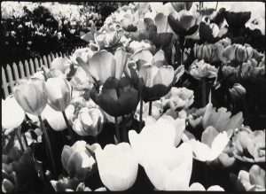 A black and white photo of tulips in a garden.