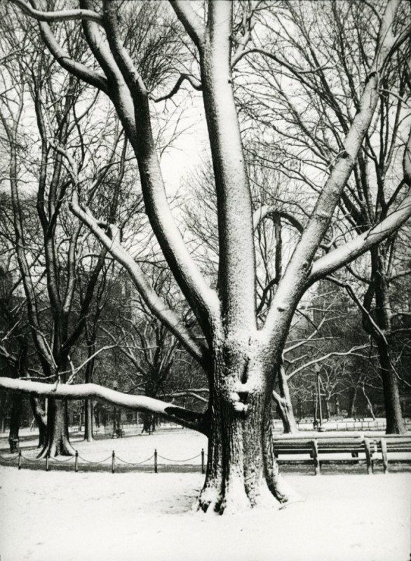 Snow Flocked Tree Boston Common