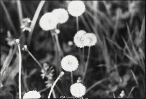 Dandelions in black and white.