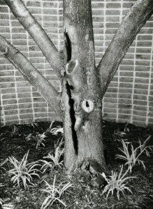 A black and white photo of a tree with a hole in it.