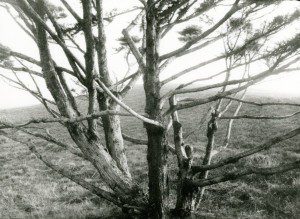 A black and white photo of a tree in a field.