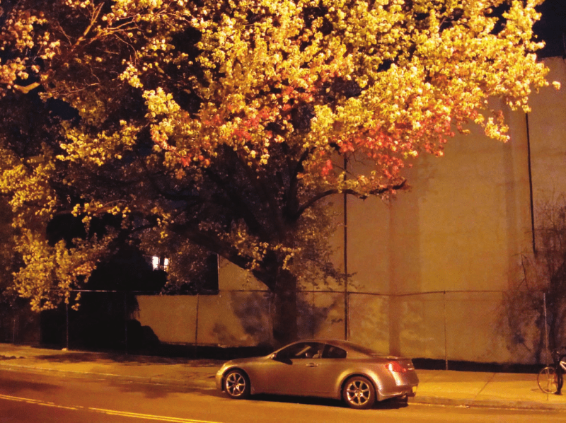 Blossoms on Columbia Street, Brooklyn